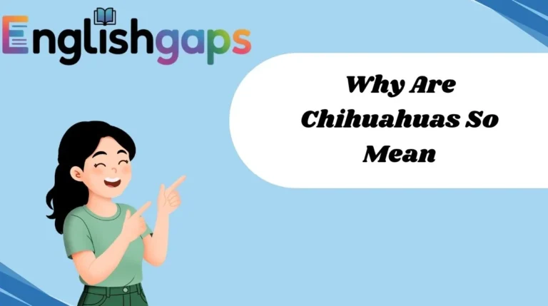 Why Are Chihuahuas So Mean