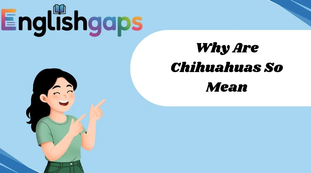 Why Are Chihuahuas So Mean
